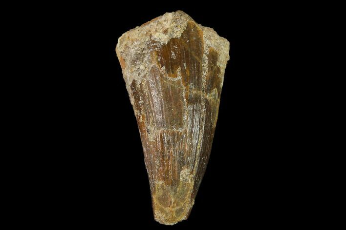 Cretaceous Fossil Crocodile Tooth - Morocco #140617